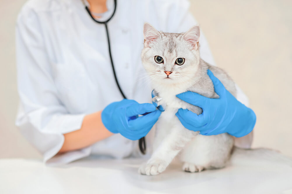 The 20 Best Vet Clinics in Calgary [2024]